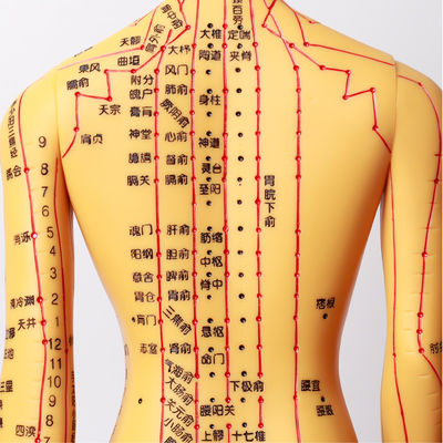 Modèle de corps d'acupuncture d'environ 5 kg pour la sécurité et l'efficacité