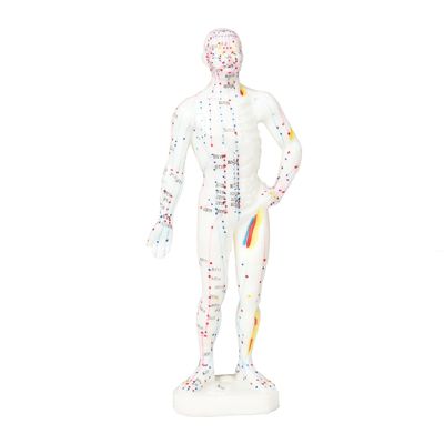 Appareil réaliste Modèle d'acupuncture représentation détaillée et réaliste du corps humain Approximativement 5 kg de poids