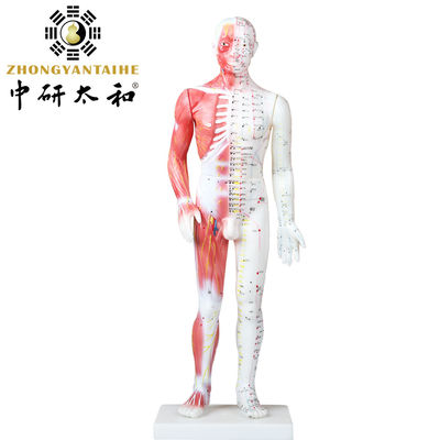 Modèle chinois With Muscles de corps d'acuponcture 60/85/170cm