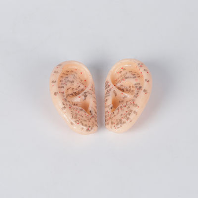 ODM médical de Chinese In Pair de modèle d'acuponcture d'oreille de 9cm sans puanteur