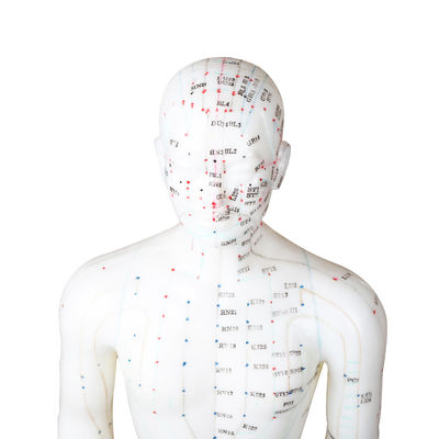 certificat masculin de Human Body GMP de modèle d'acuponcture de point de 50cm