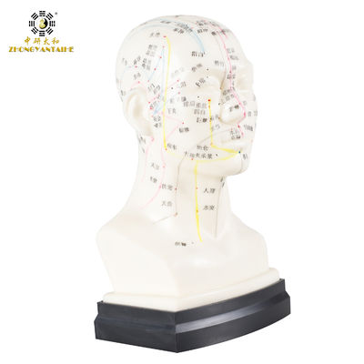 qualité  Eco Friendly 20cm Head Acupuncture Body Model Without Effusion Liquid Usine