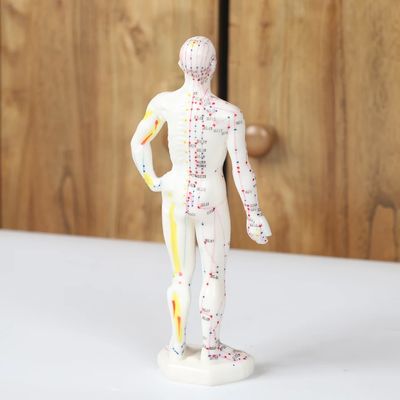 Modèle d'acupuncture réaliste corps détaillé pour l'acupuncture