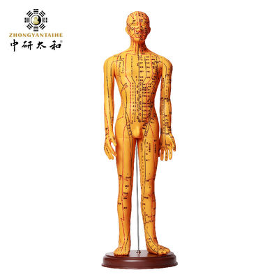 Modèle de corps d'acupuncture portable facile à nettoyer surface lisse et articulations flexibles léger pour un positionnement réaliste