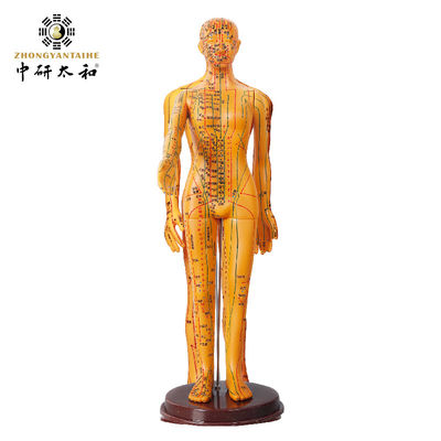 Modèle d'acupuncture de la médecine chinoise flexible pour l'enseignement médical