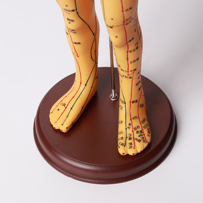 Modèle d'acupuncture de la médecine chinoise flexible pour l'enseignement médical