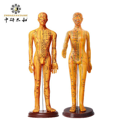 Aiguilles d'acupuncture Modèle du corps d'acupuncture avec une apparence réaliste et une représentation détaillée du corps humain 20/25/50/70CM de haut