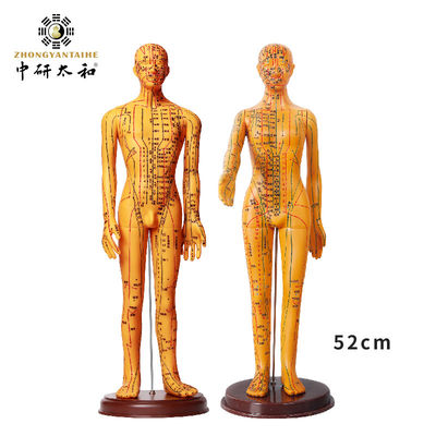 Modèle d'acupuncture de la médecine chinoise flexible pour l'enseignement médical