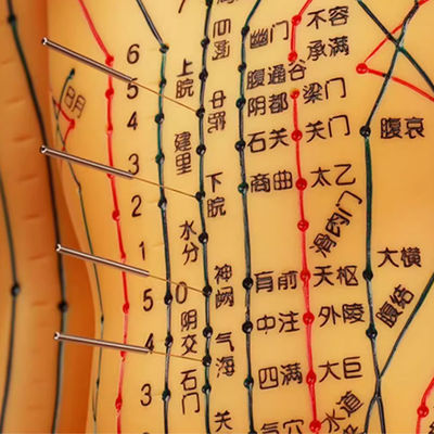 Modèle d'acupuncture de la médecine chinoise flexible pour l'enseignement médical