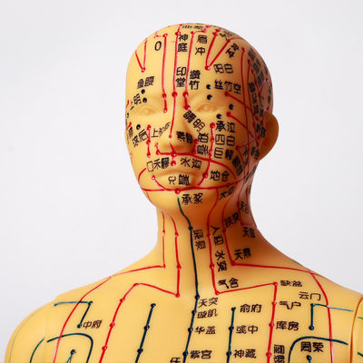 Modèle d'acupuncture de la médecine chinoise flexible pour l'enseignement médical