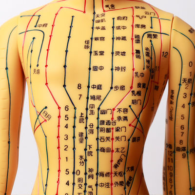 Modèle d'acupuncture avec articulations flexibles pour apprendre la structure du corps