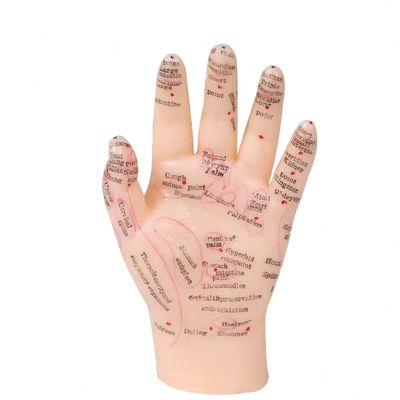 Joints flexibles pour un positionnement réaliste Modèle de corps d'acupuncture pour les applications de formation et d'éducation