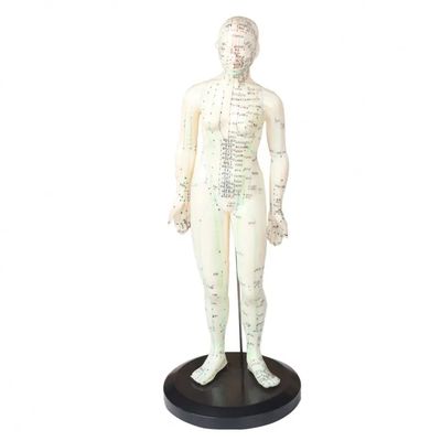 Modèle de corps d'acupuncture portable léger et facile à transporter Composants inclus Aiguilles d'acupuncture Appareil de médecine chinoise