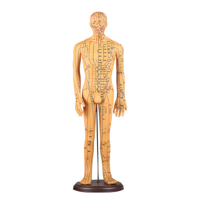 Tableau des méridiens inclus, modèle de corps d'acupuncture, environ 5 kg, polyvalent pour différentes techniques
