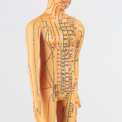 Tableau des méridiens inclus, modèle de corps d'acupuncture, environ 5 kg, polyvalent pour différentes techniques