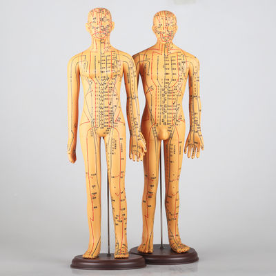 Tableau des méridiens inclus, modèle de corps d'acupuncture, environ 5 kg, polyvalent pour différentes techniques
