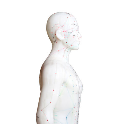 La polyvalence peut être utilisée pour diverses techniques d'acupuncture Modèle de corps Pesant environ 5 kg