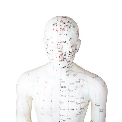 La polyvalence peut être utilisée pour diverses techniques d'acupuncture Modèle de corps Pesant environ 5 kg